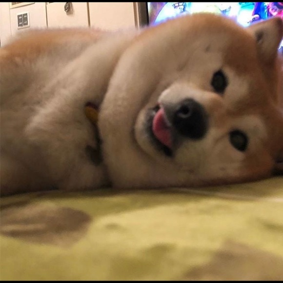 Meet your Posher, Rivka - Picture 1 of 1